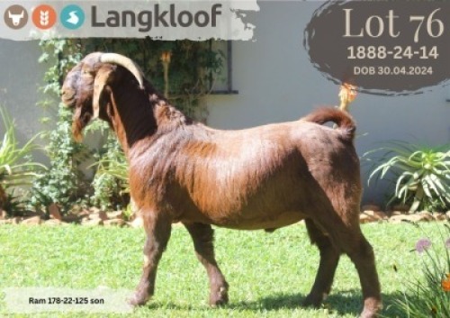 WITHDRAWN - 1X KALAHARI RED BUCK LANGKLOOF KALAHARI RED STOET