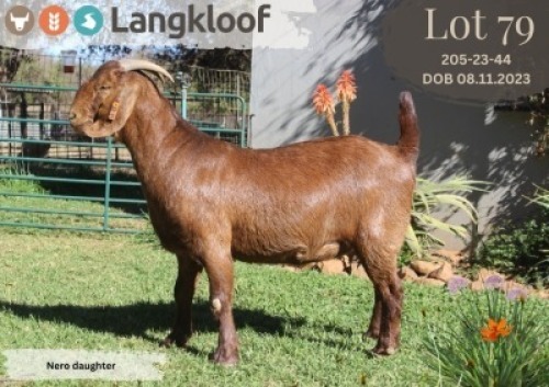 1X KALAHARI RED FLOCK DOE LANGKLOOF KALAHARI RED STOET