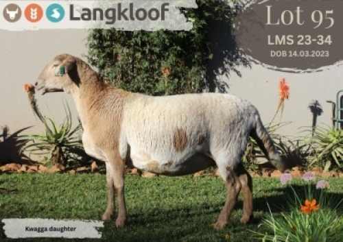 1X MEATMASTER EWE LANGKLOOF MEATMASTER STOET