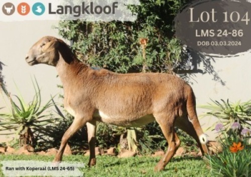 WITHDRAWN - 1X MEATMASTER EWE LANGKLOOF MEATMASTER STOET