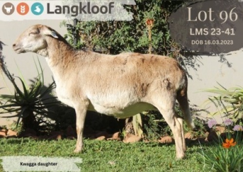 1X MEATMASTER EWE LANGKLOOF MEATMASTER STOET