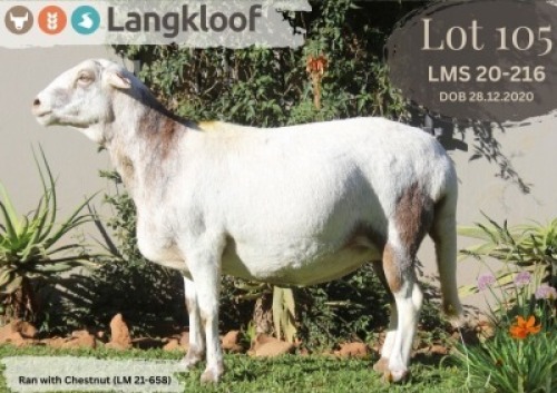 1X MEATMASTER PREGNANT EWE LANGKLOOF MEATMASTER STOET