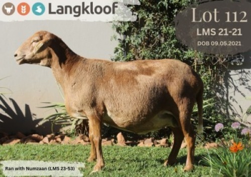 1X MEATMASTER PREGNANT EWE LANGKLOOF MEATMASTER STOET