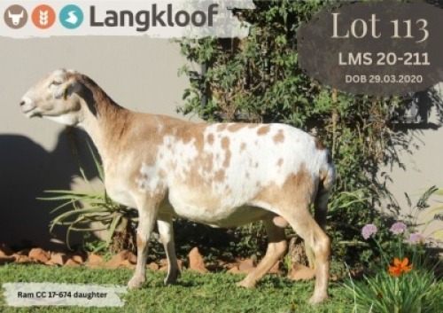 1X MEATMASTER EWE LANGKLOOF MEATMASTER STOET