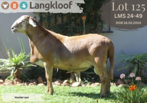 1X MEATMASTER RAM LANGKLOOF MEATMASTER STOET