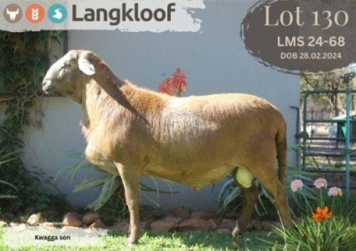 1X MEATMASTER RAM LANGKLOOF MEATMASTER STOET