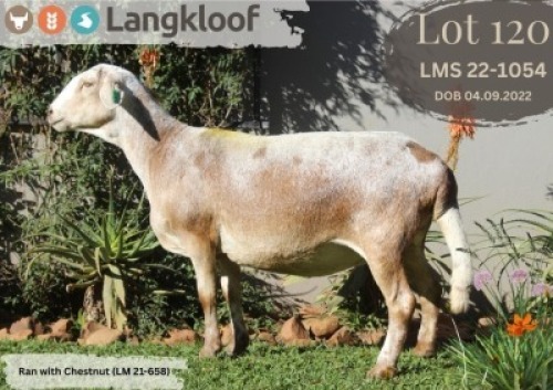 1X MEATMASTER PREGNANT EWE LANGKLOOF MEATMASTER STOET