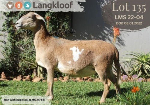 WITHDRAWN - 1X MEATMASTER EWE LANGKLOOF MEATMASTER STOET