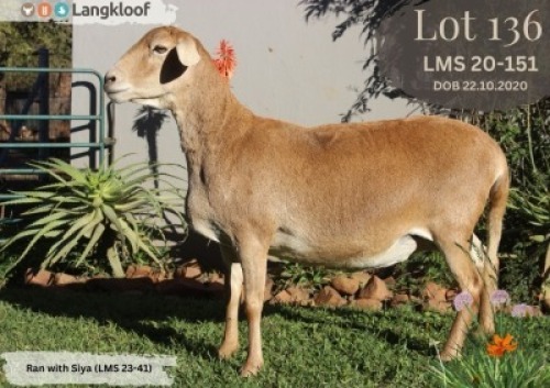 1X MEATMASTER PREGNANT EWE LANGKLOOF MEATMASTER STOET