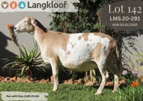 1X MEATMASTER PREGNANT EWE LANGKLOOF MEATMASTER STOET