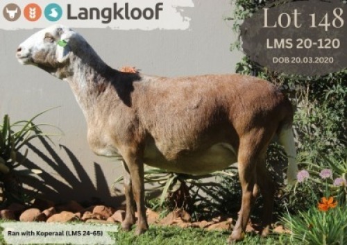 1X MEATMASTER PREGNANT EWE LANGKLOOF MEATMASTER STOET