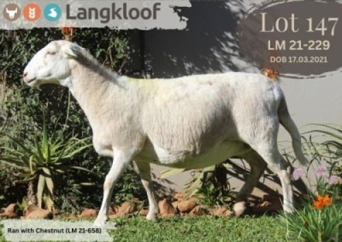 1X MEATMASTER PREGNANT EWE LANGKLOOF MEATMASTER STOET