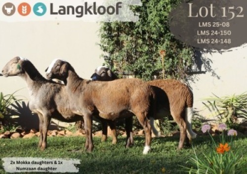 2X MEATMASTER EWE LANGKLOOF MEATMASTER STOET (Per animal to take the lot)