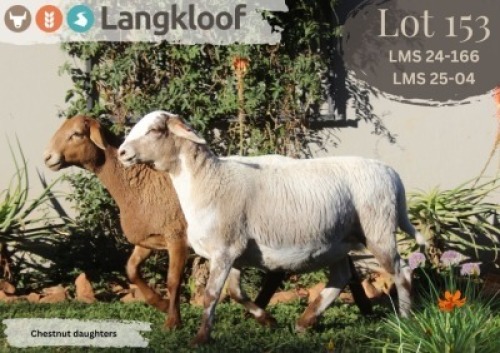 2X MEATMASTER EWE LANGKLOOF MEATMASTER STOET (Per animal to take the lot)