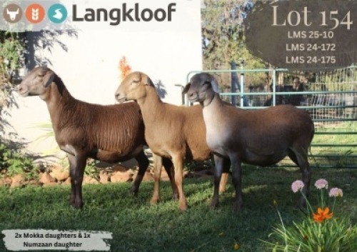 3X MEATMASTER EWE LANGKLOOF MEATMASTER STOET (Per animal to take the lot)