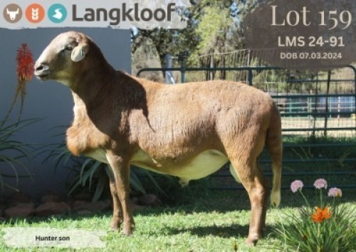 1X MEATMASTER RAM LANGKLOOF MEATMASTER STOET