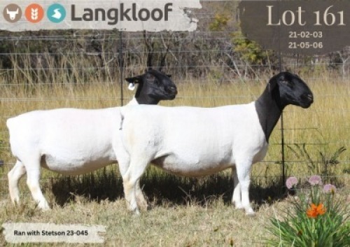 2X DORPER T5 ; T5 EWE LANGKLOOF DORPERS D2793 (Per animal to take the lot)
