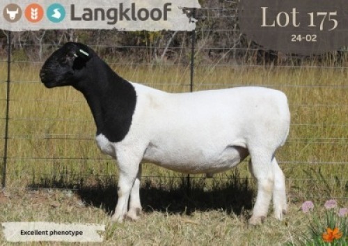 1X DORPER T3 RAM LANGKLOOF DORPERS D2793