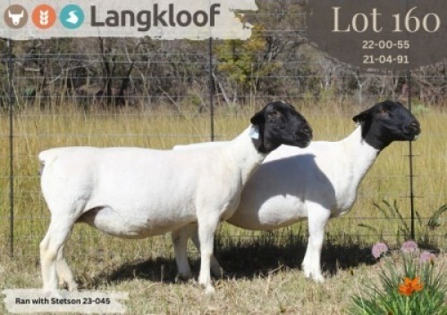 1X DORPER T5 PREGNANT EWE LANGKLOOF DORPERS D2793