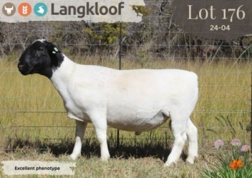 1X DORPER T4 RAM LANGKLOOF DORPERS D2793