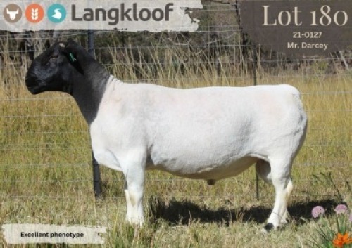 1X DORPER T5 RAM LANGKLOOF DORPERS D2793