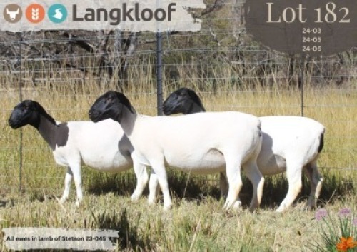 2X DORPER T5 ; T4 PREGNANT EWE LANGKLOOF DORPERS D2793 (Per animal to take the lot)