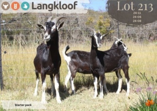 3X MELKBOK - BUCK & DOE LANGKLOOF GAME FARM (Per animal to take the lot)