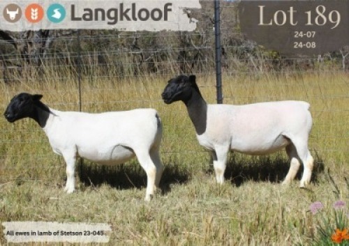 2X DORPER T5 ; T5 PREGNANT EWE LANGKLOOF DORPERS D2793 (Per animal to take the lot)