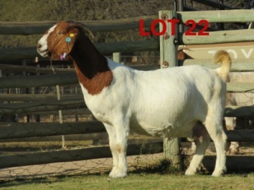 1+2X BOER GOAT FLOCK DOE SHONGOLOLO BOERBOK STOET