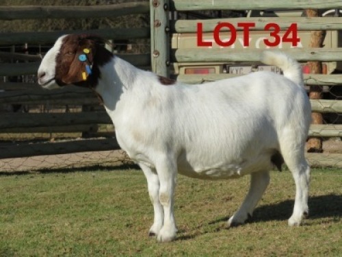 1X BOER GOAT STUD PREGNANT DOE SHONGOLOLO BOERBOK STOET
