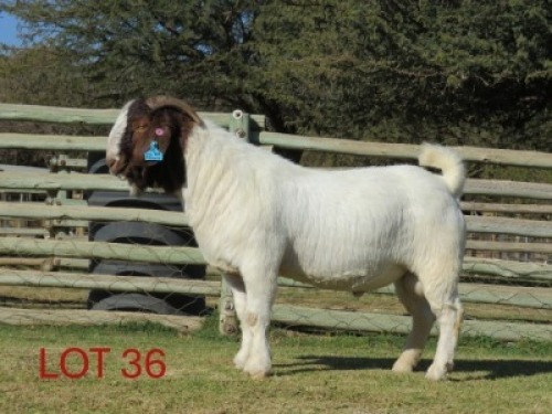 1X BOER GOAT STUD BUCK SHONGOLOLO BOERBOK STOET