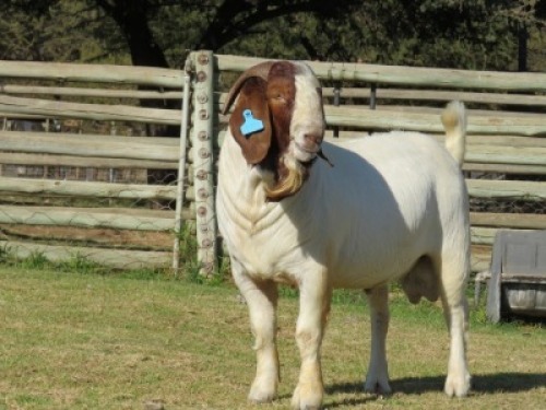 1X BOER GOAT FLOCK ON TEAT BUCK SHONGOLOLO BOERBOK STOET