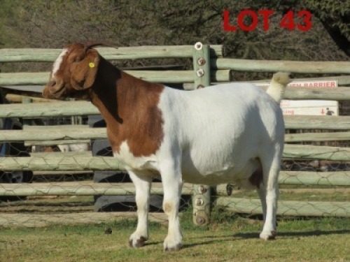 1X BOER GOAT FLOCK PREGNANT DOE SHONGOLOLO BOERBOK STOET