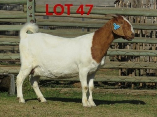 1X BOER GOAT FLOCK PREGNANT DOE SHONGOLOLO BOERBOK STOET