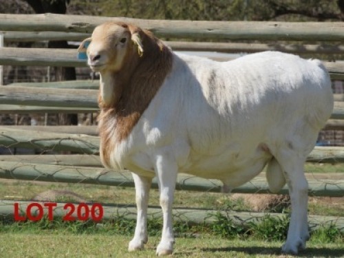 1X PERSIE - RAM GOEDGEDACHT GAME RANCH