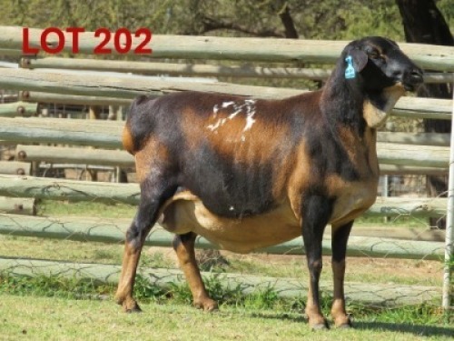 1+2X PERSIE - EWE GOEDGEDACHT GAME RANCH