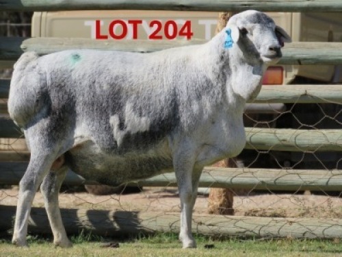 1X PERSIE - EWE GOEDGEDACHT GAME RANCH