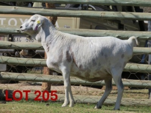 1X PERSIE - EWE GOEDGEDACHT GAME RANCH