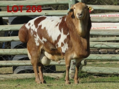 1X PERSIE - RAM GOEDGEDACHT GAME RANCH