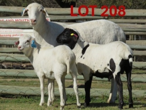 1+2X PERSIE - EWE GOEDGEDACHT GAME RANCH