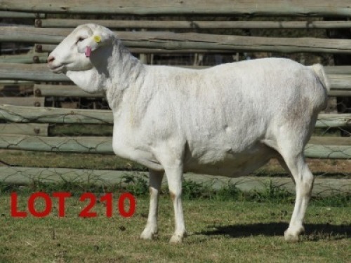 1X PERSIE - EWE GOEDGEDACHT GAME RANCH