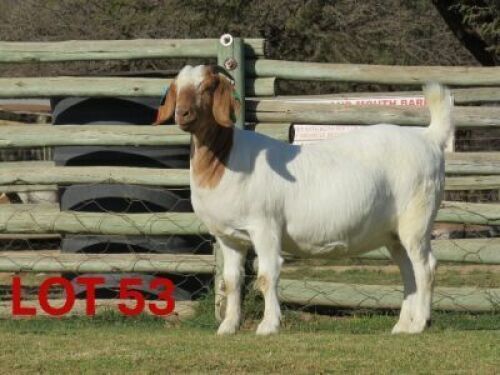 1X BOER GOAT FLOCK PREGNANT DOE SHONGOLOLO BOERBOK STOET
