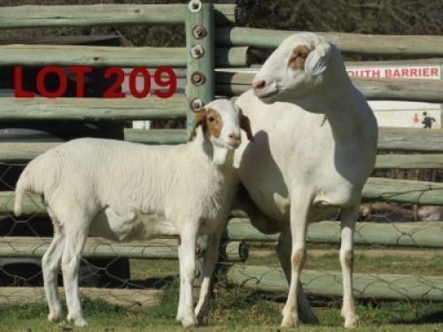 1+1X PERSIE - EWE GOEDGEDACHT GAME RANCH