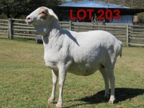 1X PERSIE - EWE GOEDGEDACHT GAME RANCH