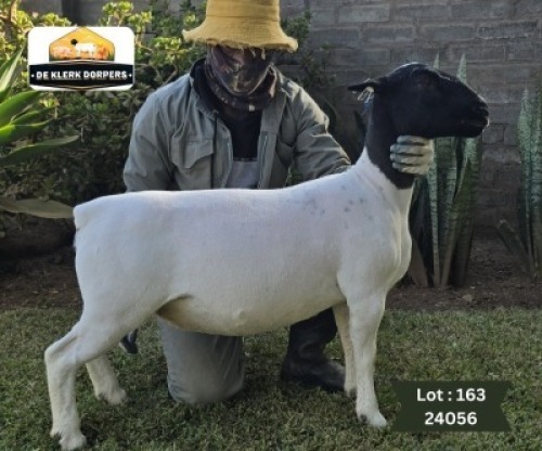 1X DORPER T3 PREGNANT EWE DE KLERK DORPERS - D2825