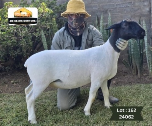 1X DORPER T3 PREGNANT EWE DE KLERK DORPERS - D2825