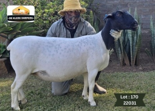 1X DORPER T4 PREGNANT EWE DE KLERK DORPERS - D2825