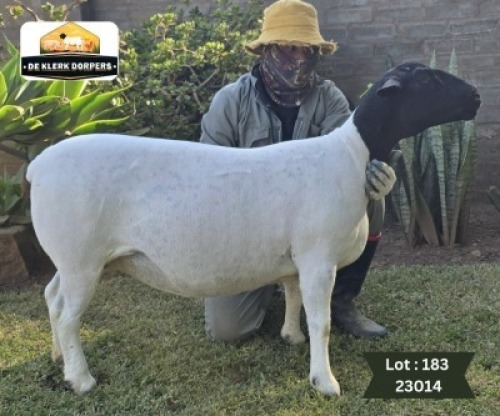 1X DORPER T3 PREGNANT EWE DE KLERK DORPERS - D2825