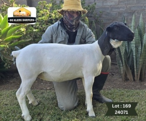 1X DORPER T3 EWE DE KLERK DORPERS - D2825