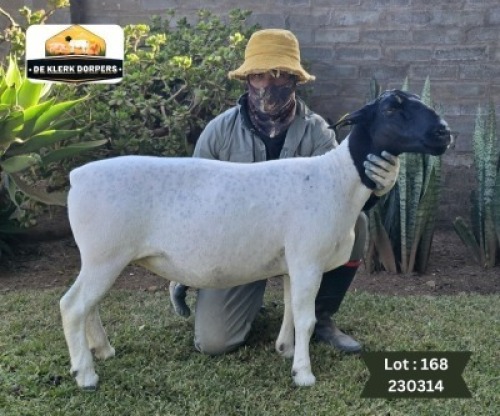 1X DORPER T5 PREGNANT EWE DE KLERK DORPERS - D2825